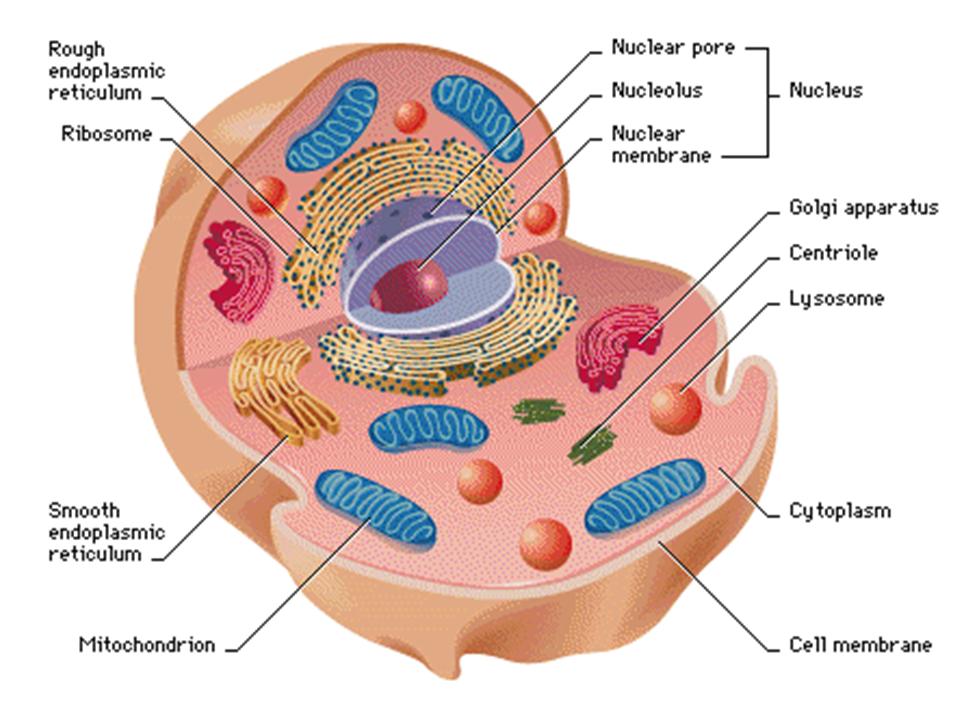Animal Cell Chart