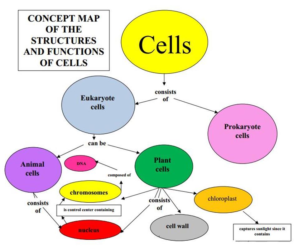 Biology Concept Map Johns Hopkins University Secondary Support